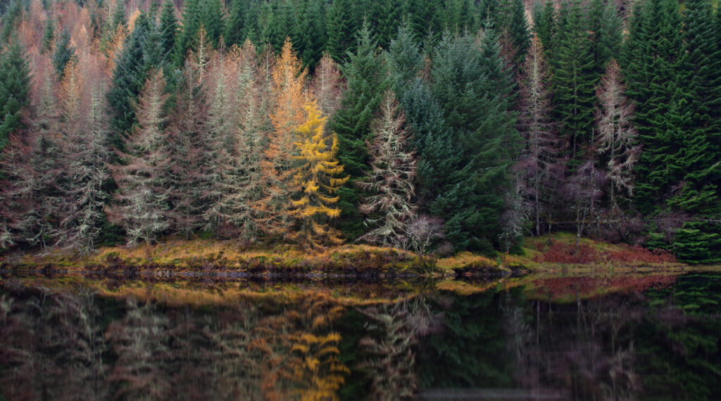 Tranquil river shore with evergreen and autumn trees reflecting vibrant seasonal colors in water Wallpaper
