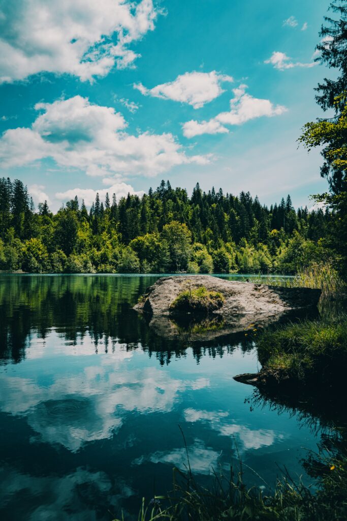 Serene river winding through lush green forest with tall trees and stone reflecting in clear water Wallpaper