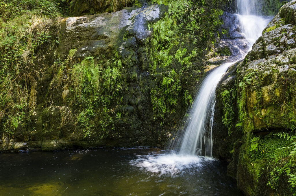 Serene river with gentle waterfall over mossy rocks surrounded by lush grass and vibrant ferns Wallpaper