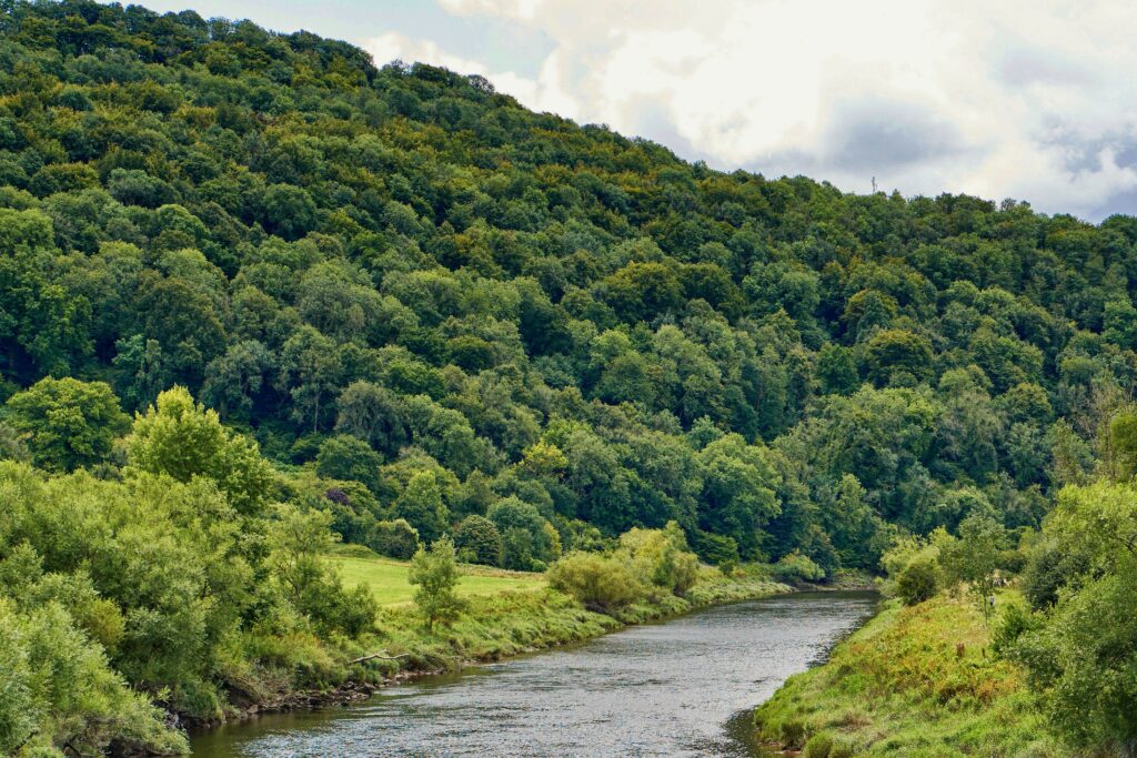 Serene river winding through lush green forest with vibrant trees and dense bushes wallpaper
