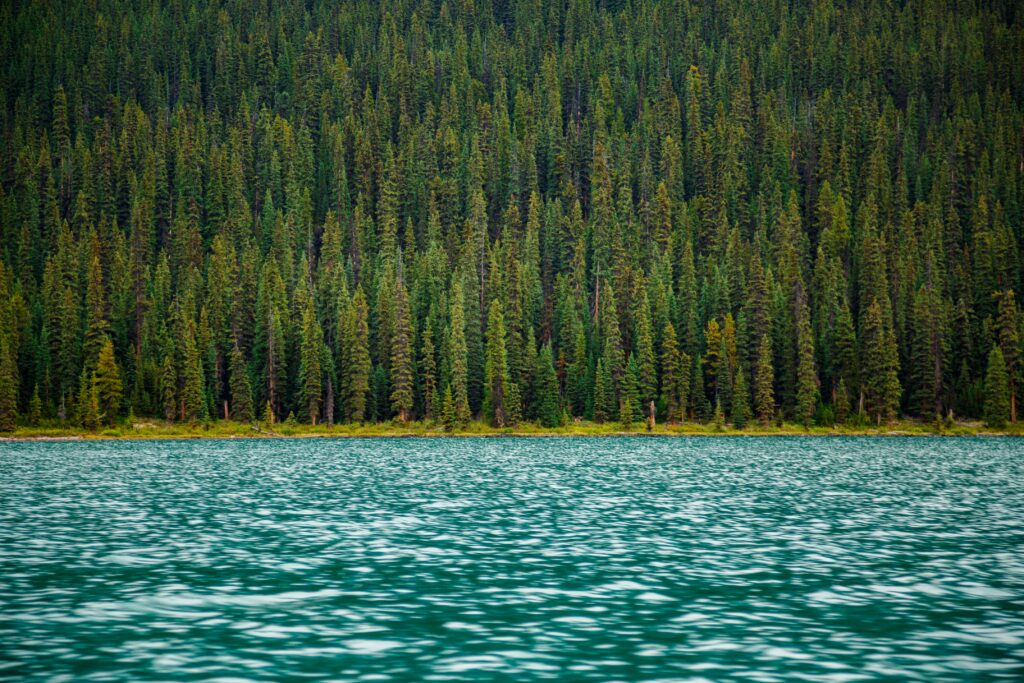 Vibrant forest of tall green trees reflected in calm river water serene natural wallpaper background