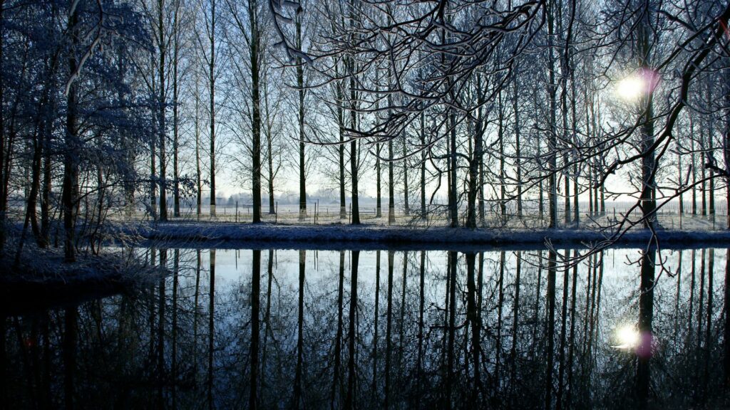 Tall slender trees with bare branches reflected in calm river at serene evening forest wallpaper background