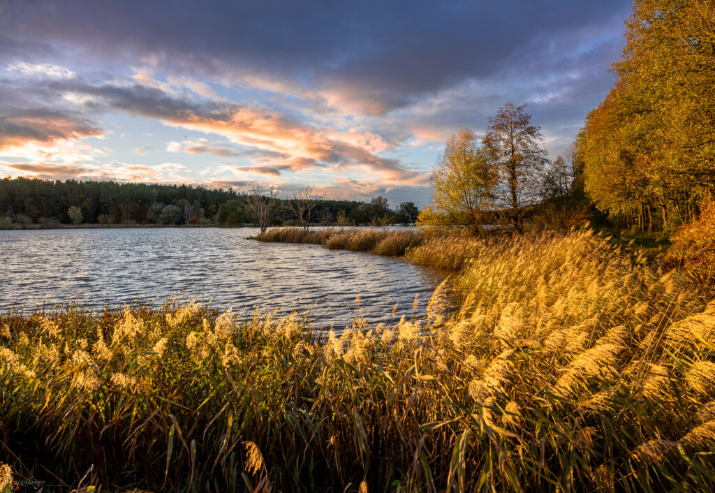 Serene riverside sunset with golden grasses autumn trees and calm reflective water landscape Wallpaper