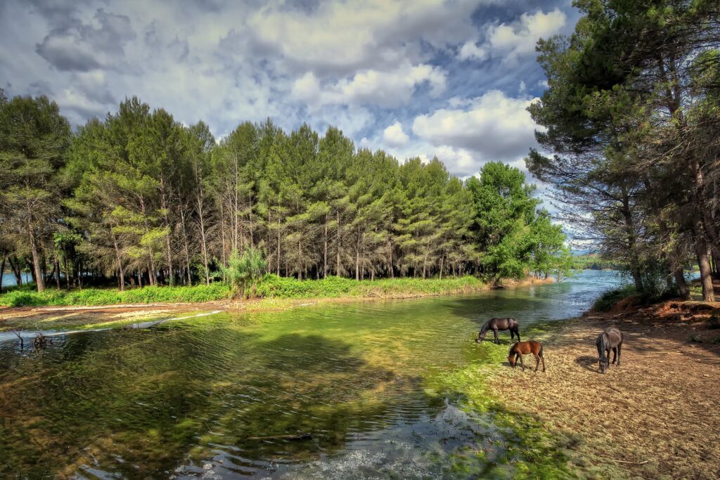 Serene riverside near Castellon Valencia lush forest clear water grazing horses vibrant sky wallpaper
