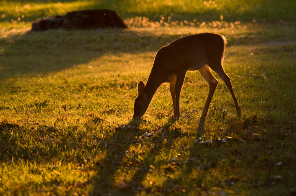 Serene Roe Deer in Sunlit Grassy Field - Peaceful Nature Background Wallpaper