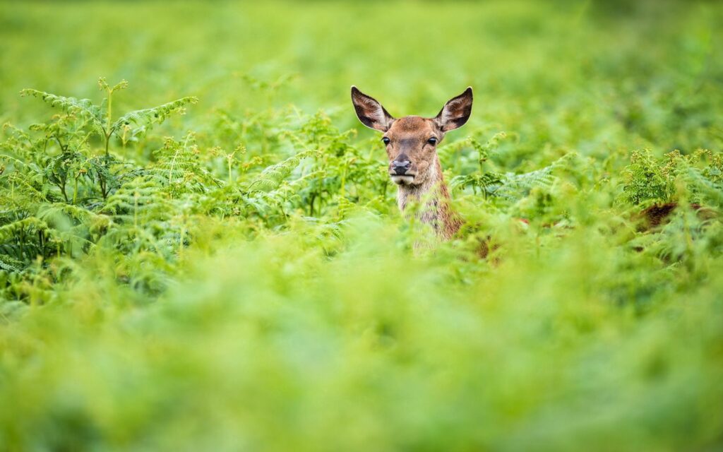 Roe Deer Hidden in Lush Green Summer Foliage - Serene Nature Wallpaper