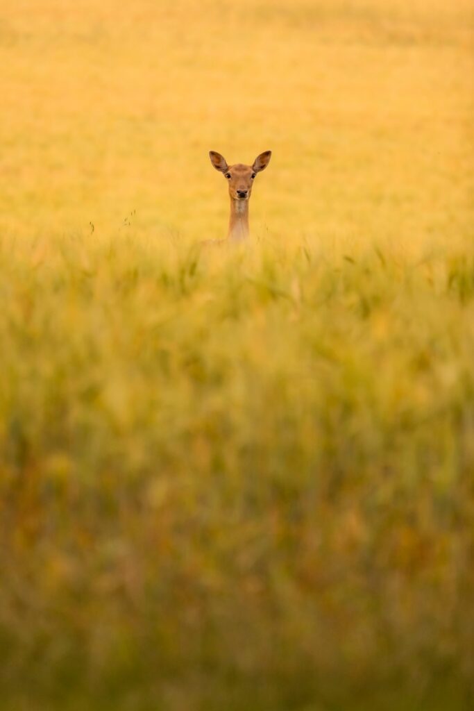 Serene Roe Deer in Golden Grass Field - Tranquil Nature Background Wallpaper