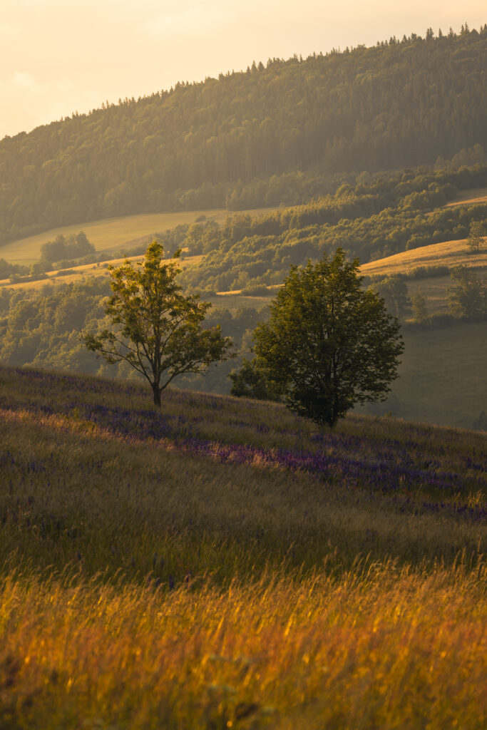 Serene landscape wallpaper with rolling green hills and two sunlit trees in warm golden light