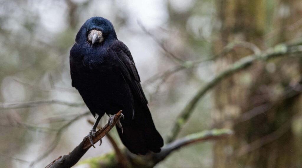 Serene Rook Bird on Branch Against Blurred Forest Background Wallpaper