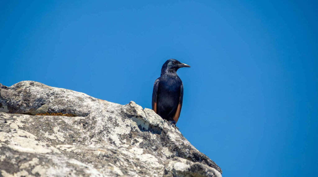 Rook Bird on Rugged Rock: Serene Scene Under Vibrant Blue Sky Wallpaper