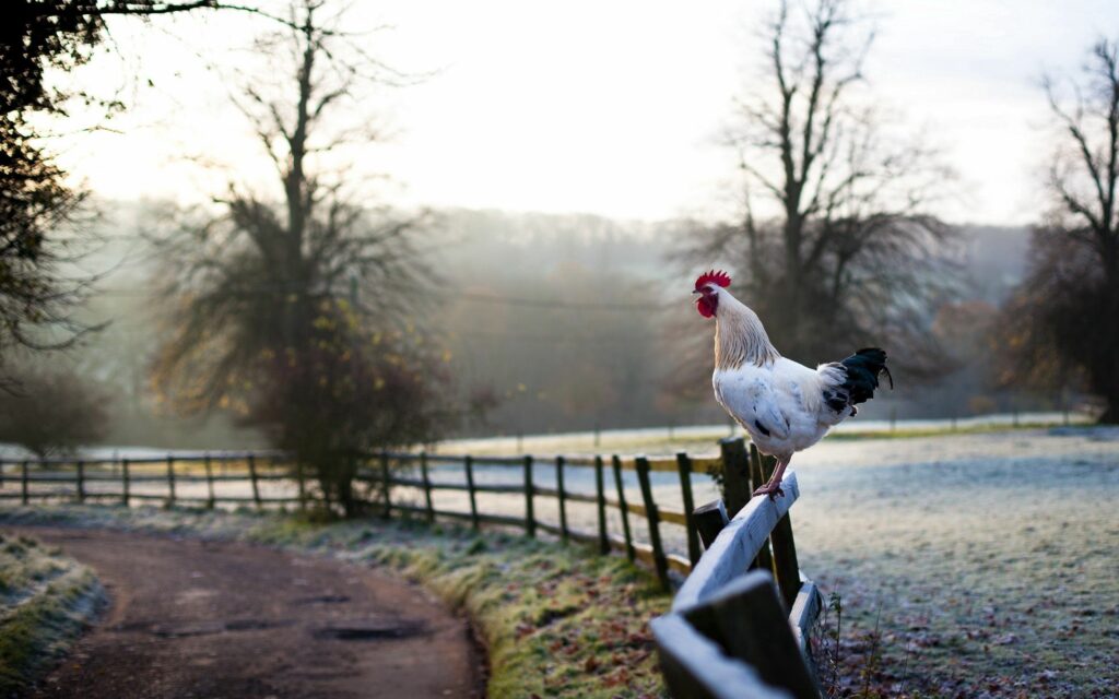 Serene Rooster 2560x1600 Wallpaper: Peaceful Rural Morning Scene