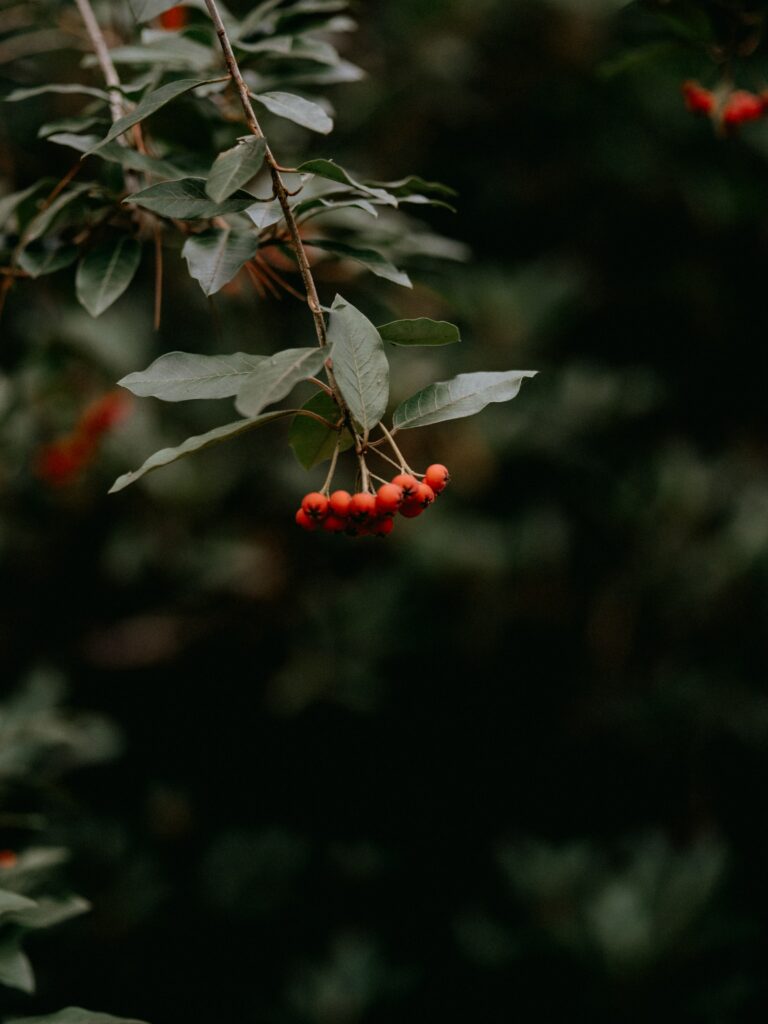 Serene Rowan Wallpaper: Vibrant Red Berries on Dark Green Background