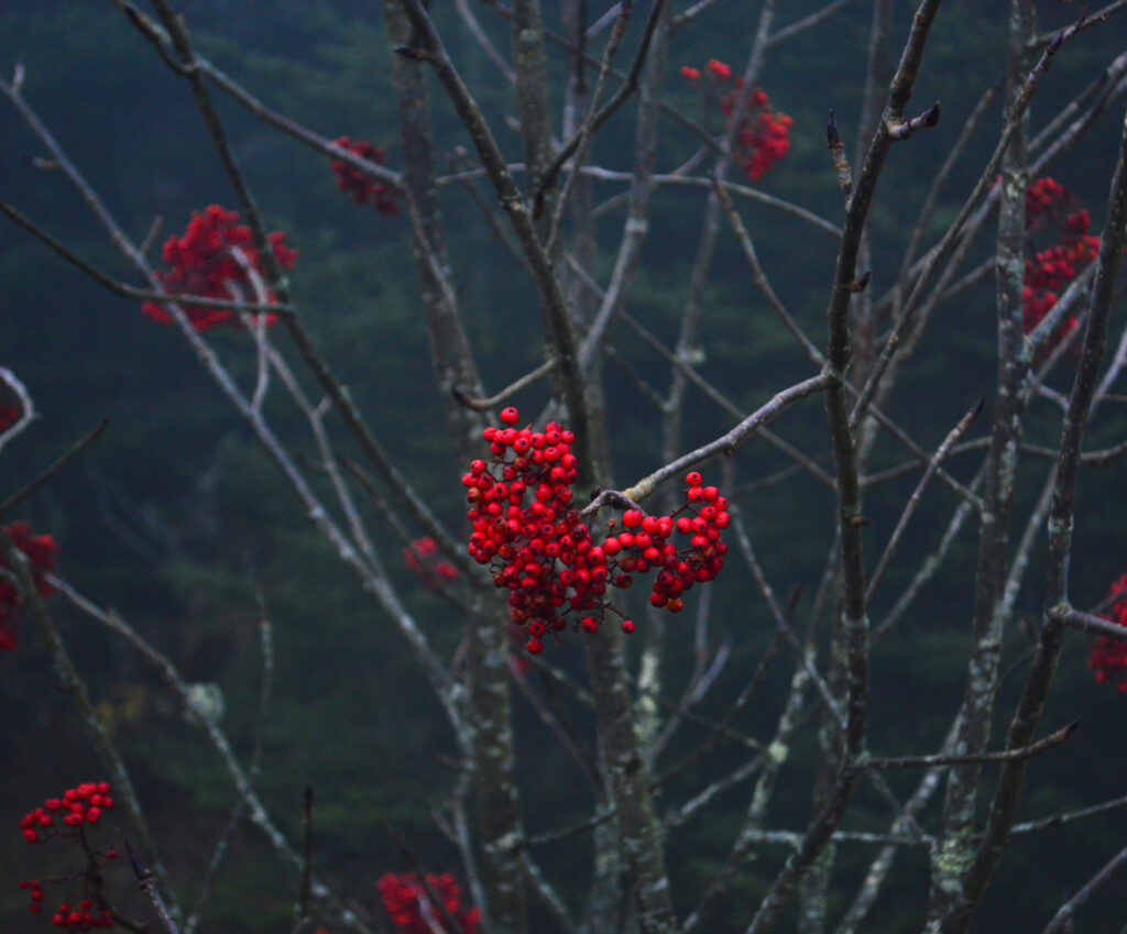 Serene Rowan Tree Branch with Red Berries - Misty Forest Wallpaper