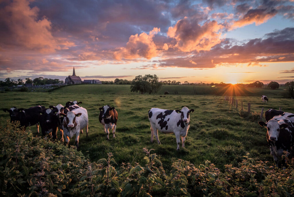 Serene Rural Wallpaper: Cattle Grazing at Sunset in Lush Landscape