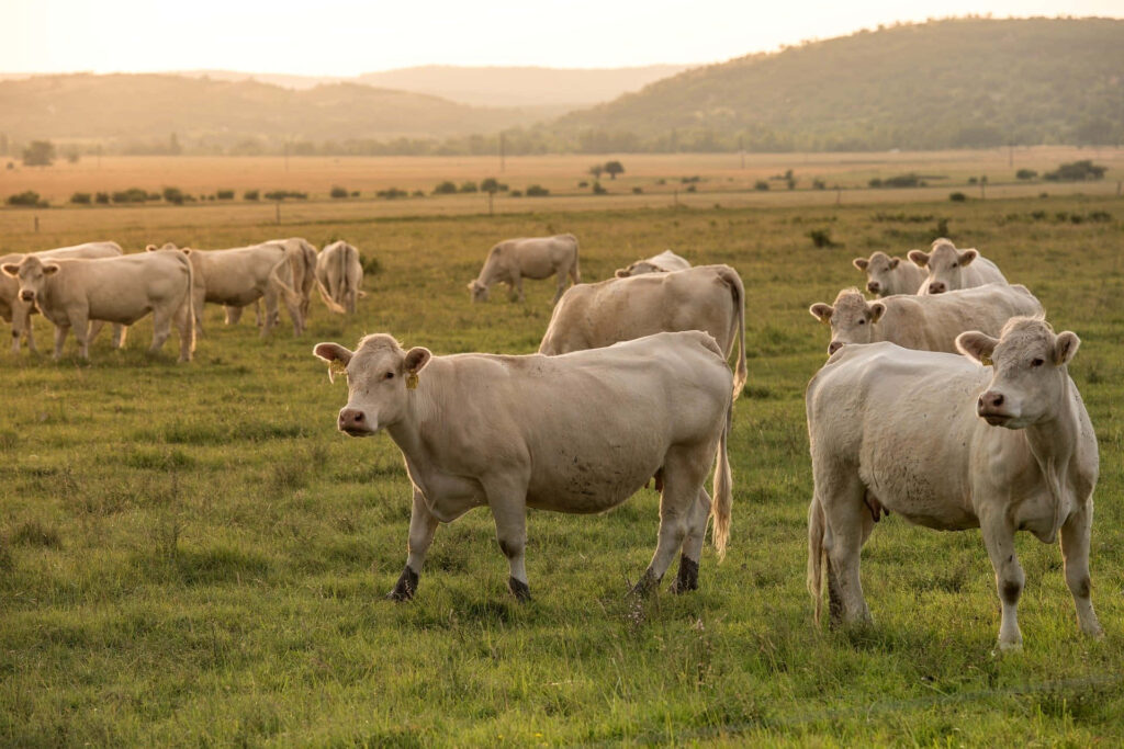 Tranquil Rural Scene: Cows Grazing at Sunset in Lush Hills Wallpaper