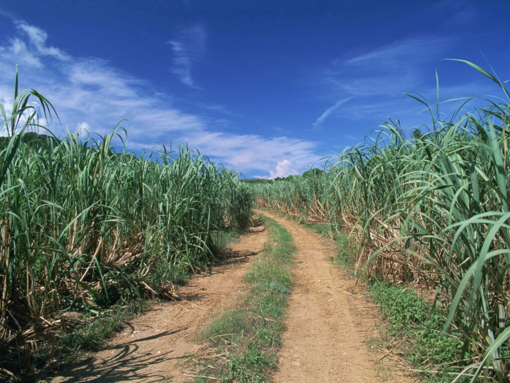Narrow dirt road winding through tall green grass fields under blue sky with scattered clouds Wallpaper