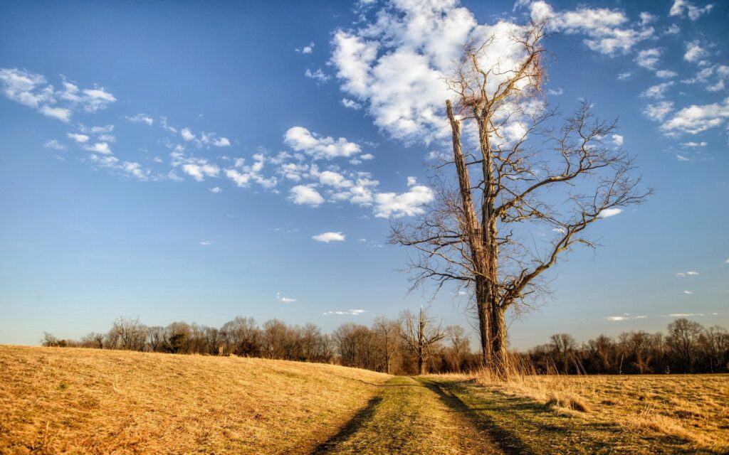 Serene rural landscape with narrow grassy road golden fields tall bare tree and blue sky clouds Wallpaper