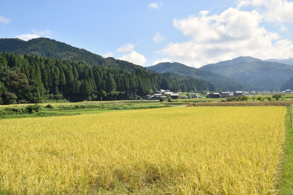 Serene rural landscape with green mountains golden field quaint village bright blue sky wallpaper