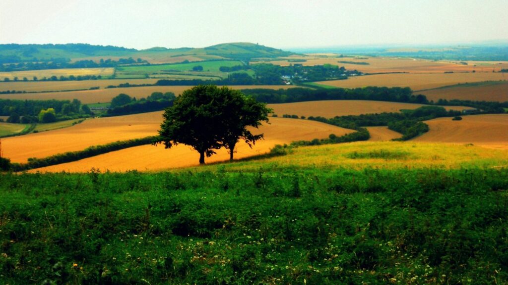 Serene rural landscape with lone tree green grass golden fields rolling hills under hazy sky wallpaper