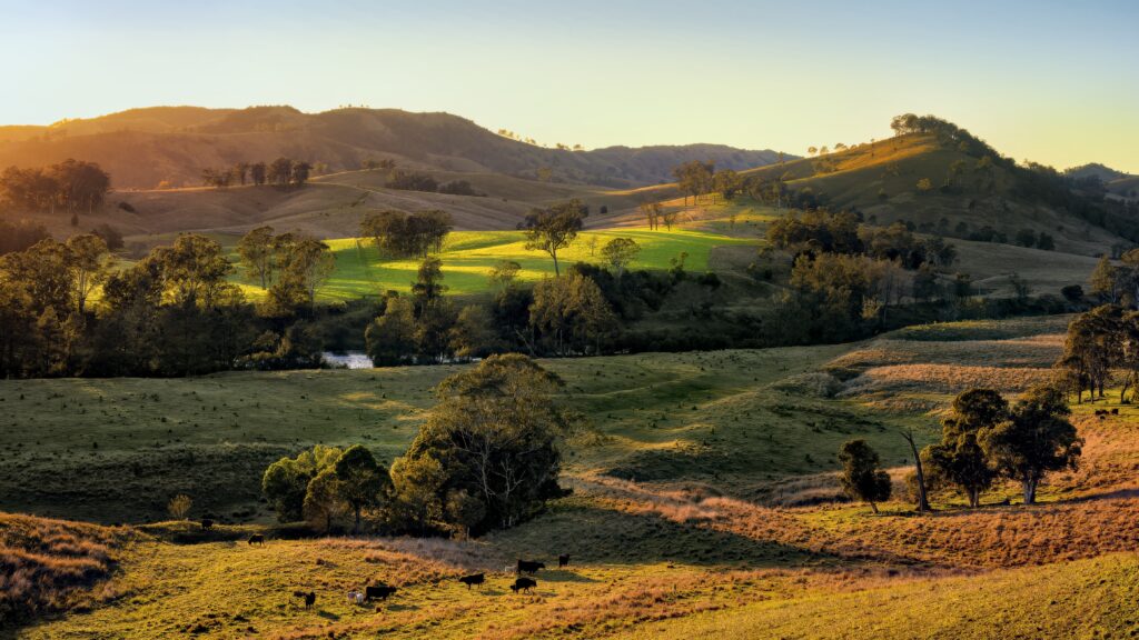 Idyllic rural landscape with rolling hills green fields grazing cows warm sunlight wallpaper