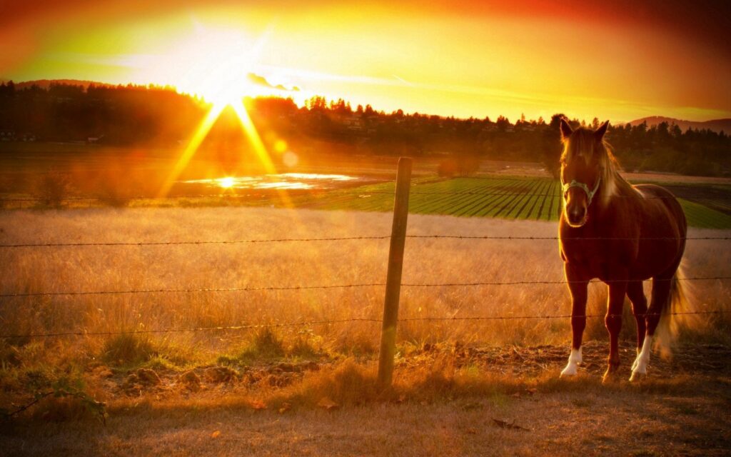 Serene Sunset Wallpaper: Horse by Rustic Fence in Golden Light