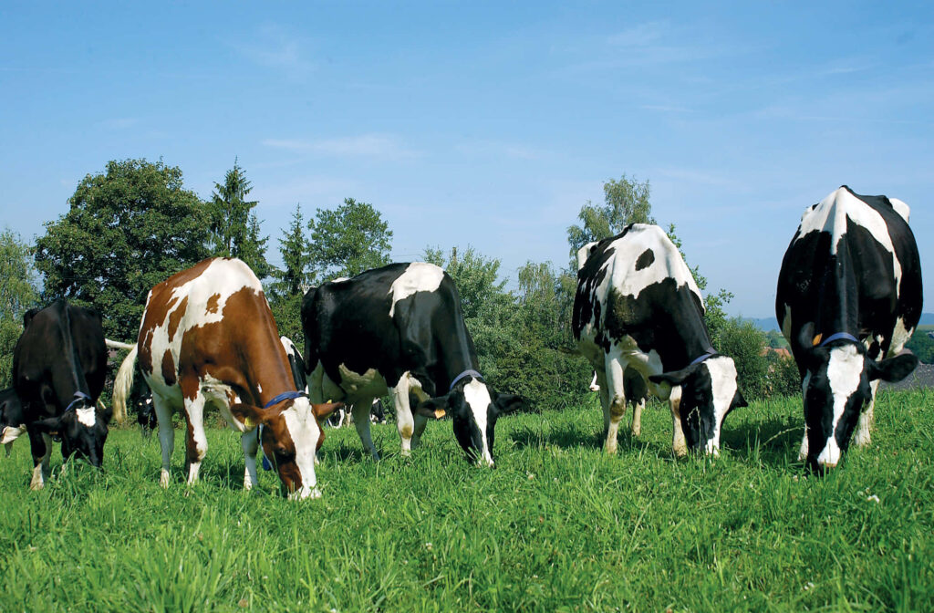 Serene Rural Landscape: Cows Grazing with Lighthouse Backdrop Wallpaper