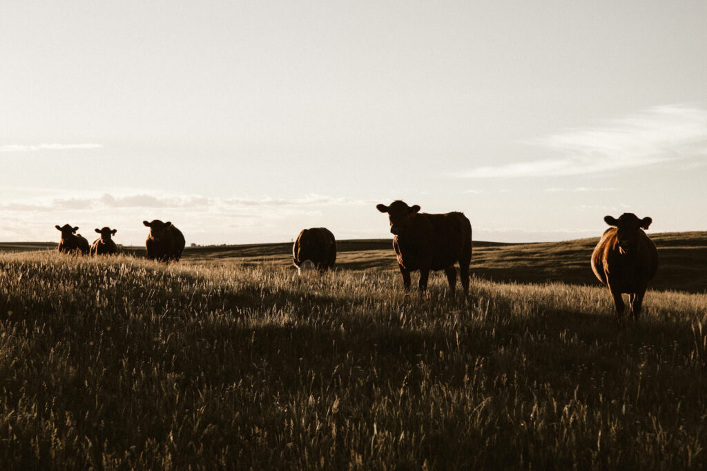 Serene Rural Wallpaper: Cows Grazing in Golden Sunset Light