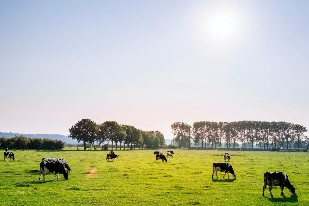 Serene Rural Wallpaper: Cows Grazing in Lush Green Pastures