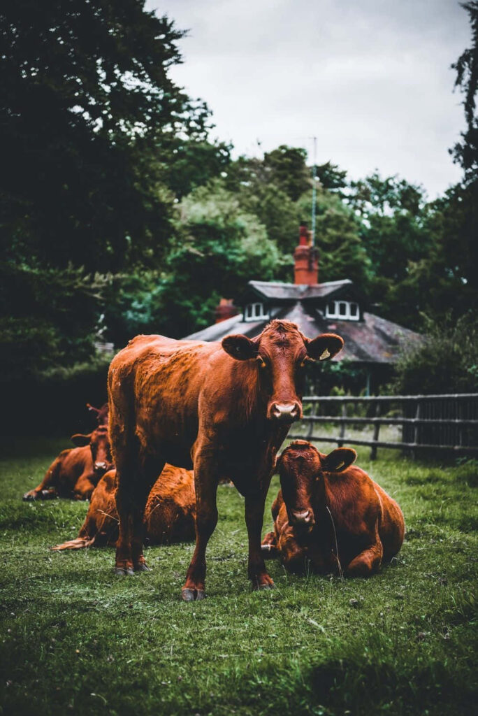 Serene Rural Wallpaper: Cows in a Lush Green Meadow Landscape