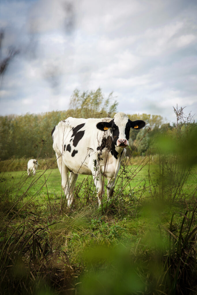 Serene Rural Wallpaper: Holstein Cow in Lush Green Pasture