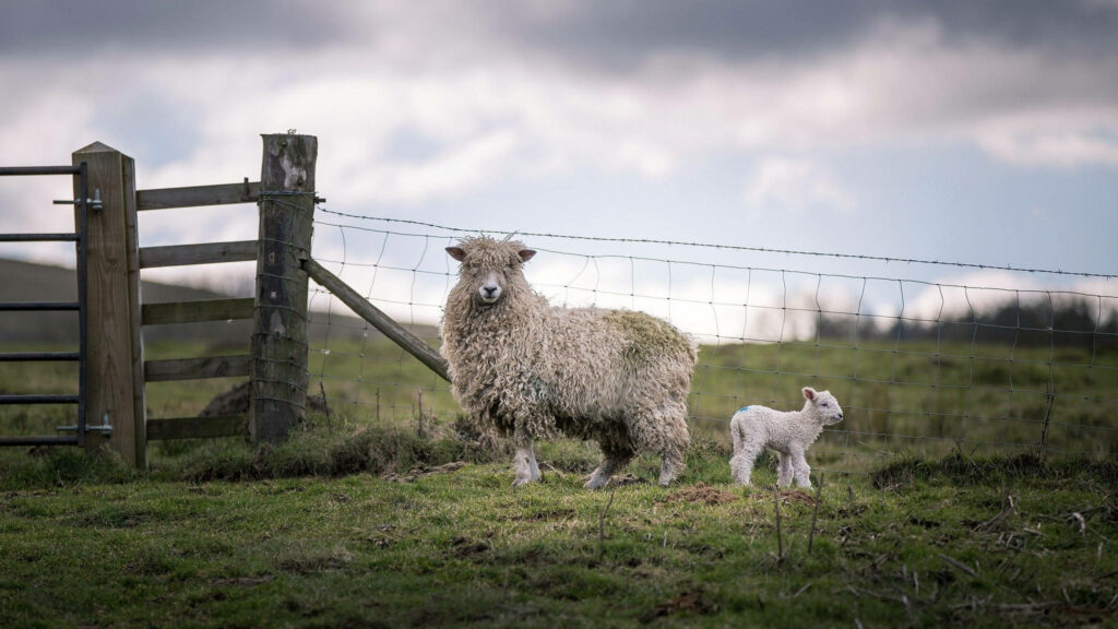 Serene Rural Pasture Wallpaper: Sheep and Lamb in Lush Green Hills