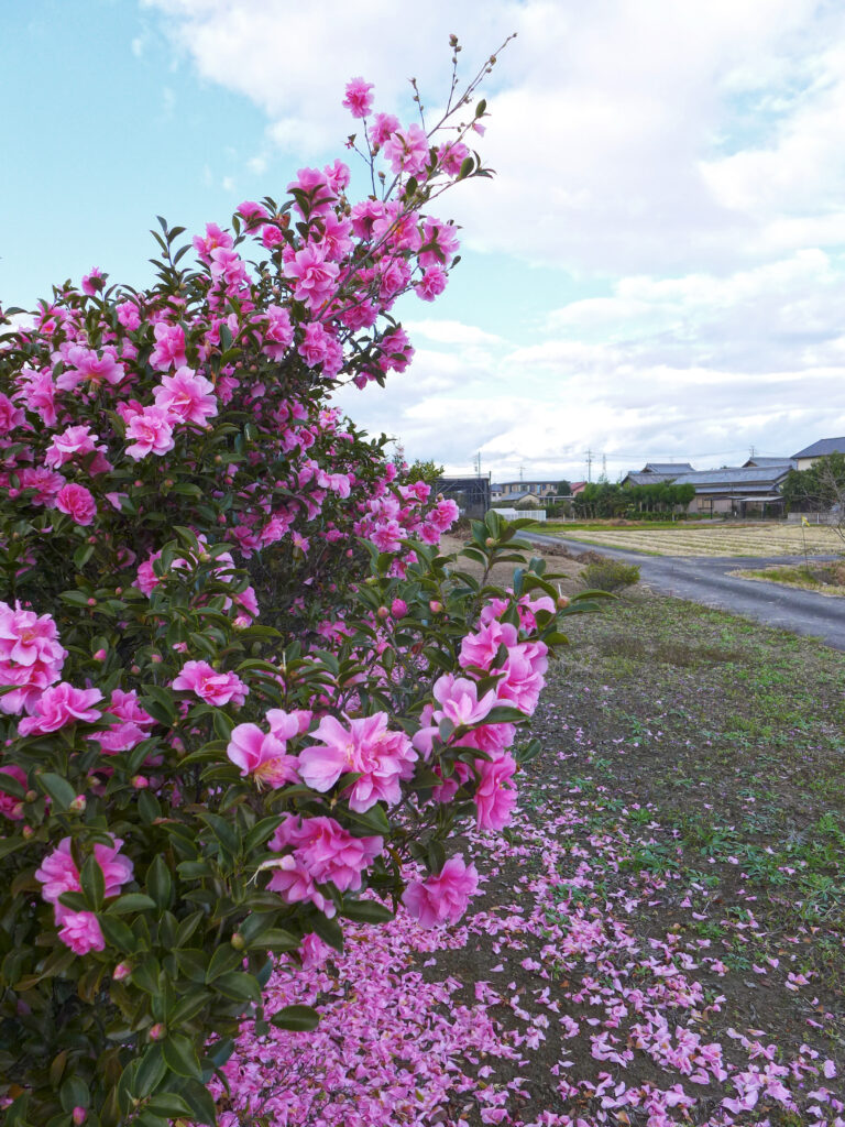 Vibrant Pink Flower Bush Wallpaper in Serene Rural Setting