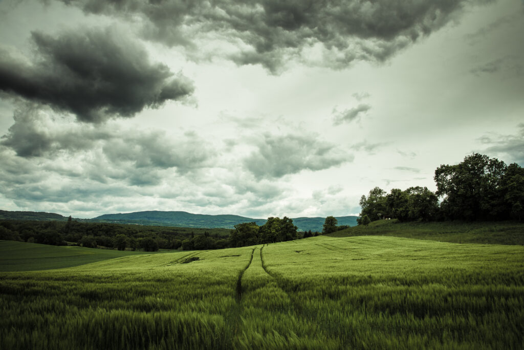 Lush rye field on rolling hills under cloudy sky with scattered trees peaceful rural wallpaper