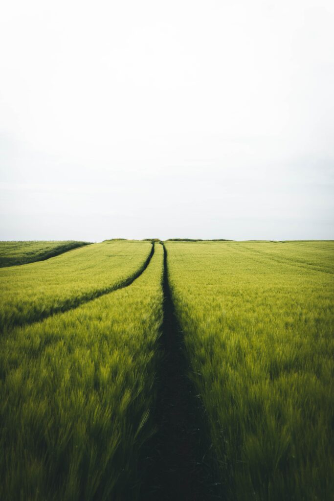 Serene rye field wallpaper with soft green hues and parallel paths leading to calm horizon