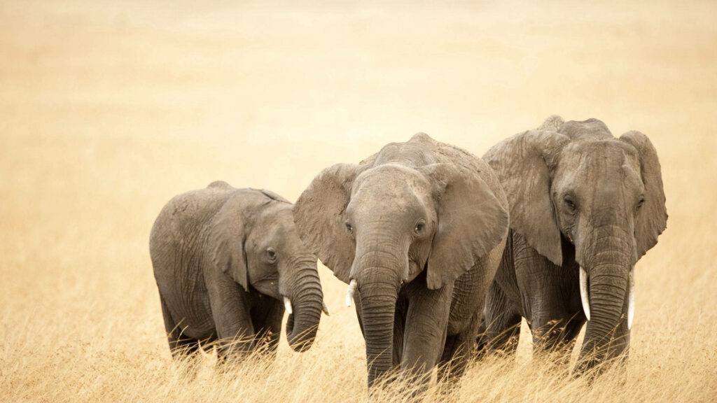 Morning Stroll: A Serene African Elephant Family Wallpaper