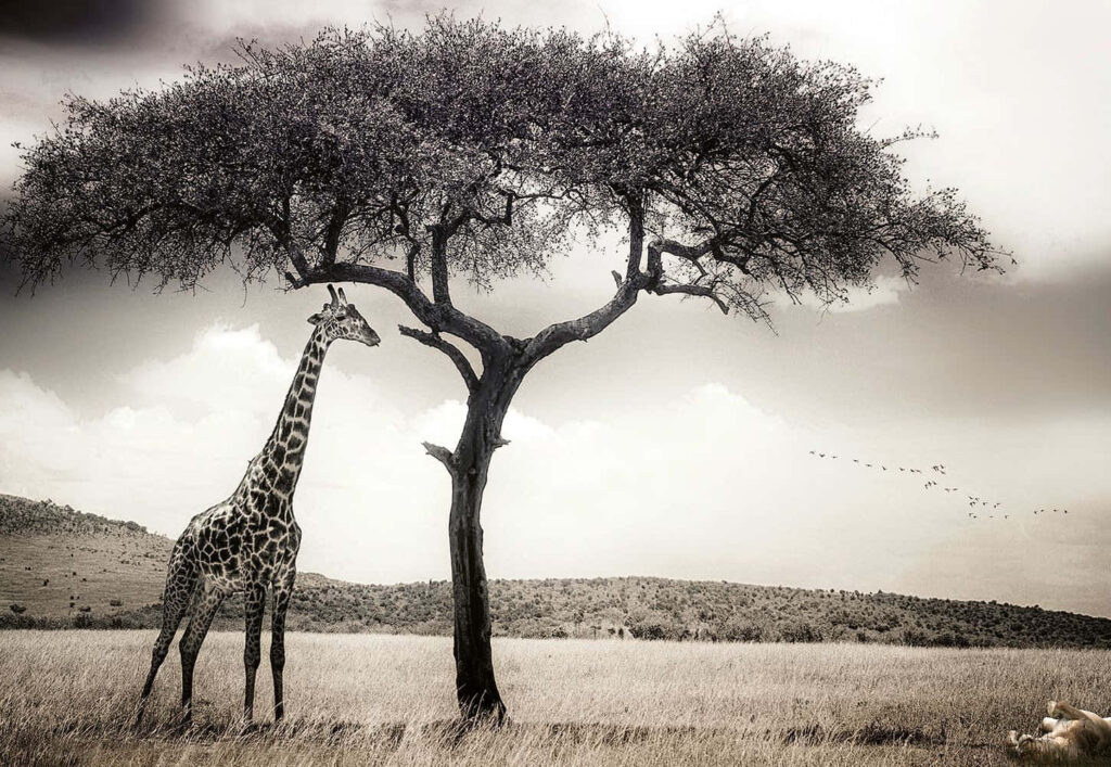 Serene Safari Scene: Monochrome Giraffe Wallpaper Background