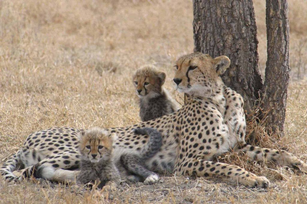 Serene Safari: Cheetah Family Relaxing in Savanna Shade Wallpaper