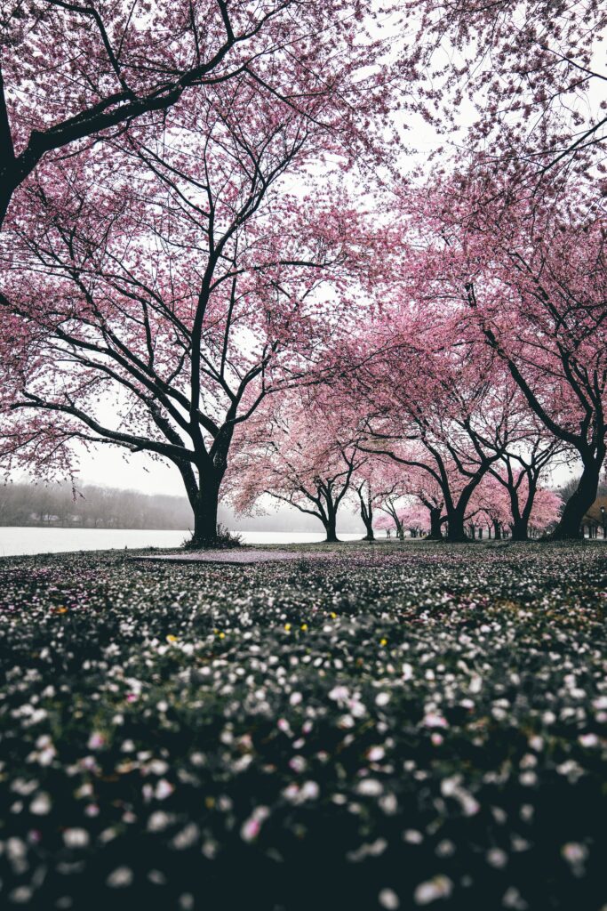 Serene sakura trees in full pink bloom with fallen petals under soft overcast spring sky wallpaper
