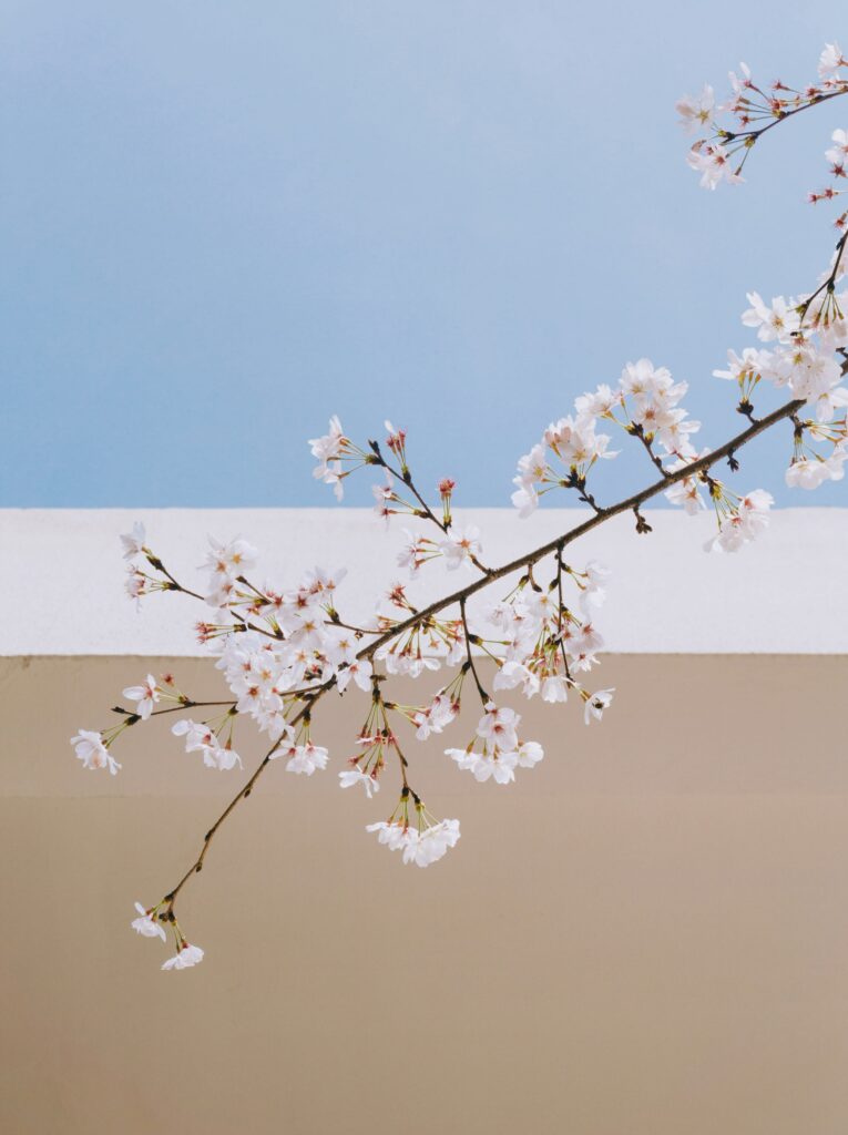 Sakura Flowers in Bloom: Serene Spring Background Wallpaper