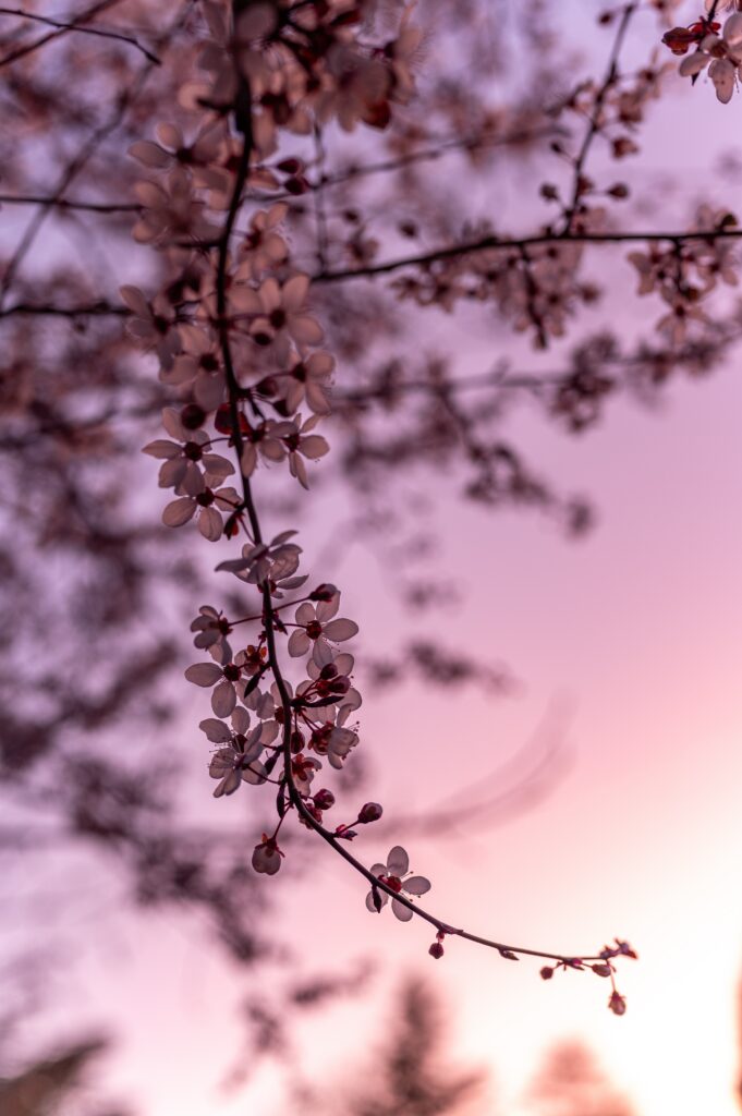 Delicate Sakura Blossom Wallpaper: Tranquil Spring Background