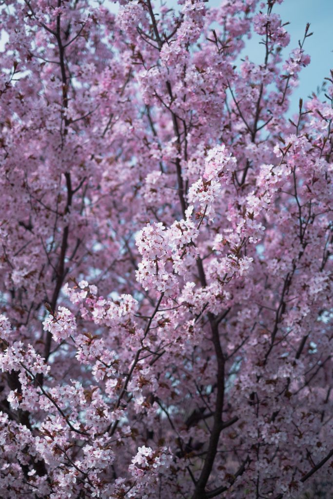 Close-up of delicate light pink Sakura cherry blossoms on dark branches with soft sky background Wallpaper