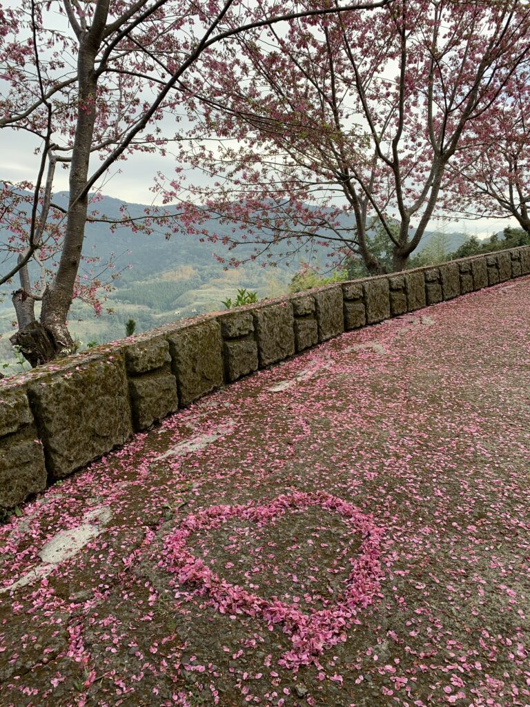 Serene sakura tree path with pink petals and heart shape in springtime mountains background wallpaper