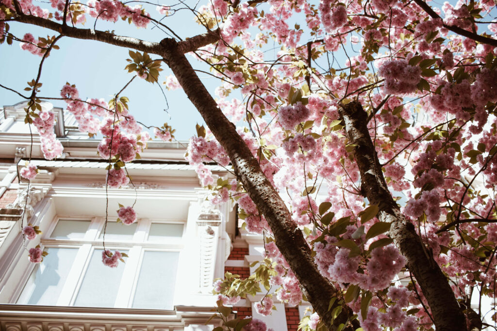 Serene Sakura Blossom Wallpaper: Pink Blooming Tree & Architecture