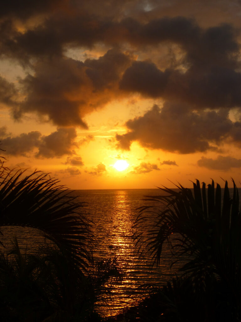 Sea sunset wallpaper with golden sun reflection calm waters silhouetted leaves and dramatic clouds