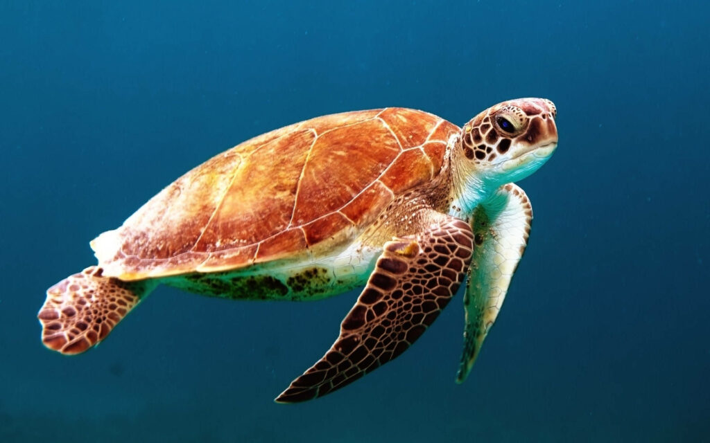 Serene Underwater Scene: Graceful Sea Turtle in Vibrant Ocean Wallpaper