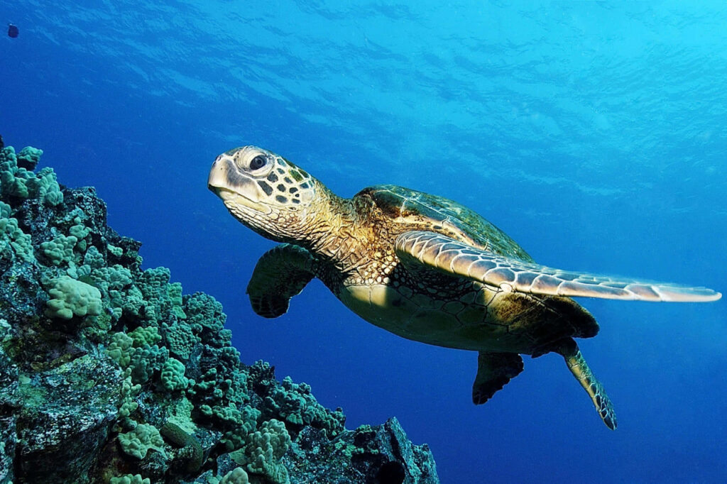 Serene Sea Turtle Wallpaper: Detailed Ocean Background Art