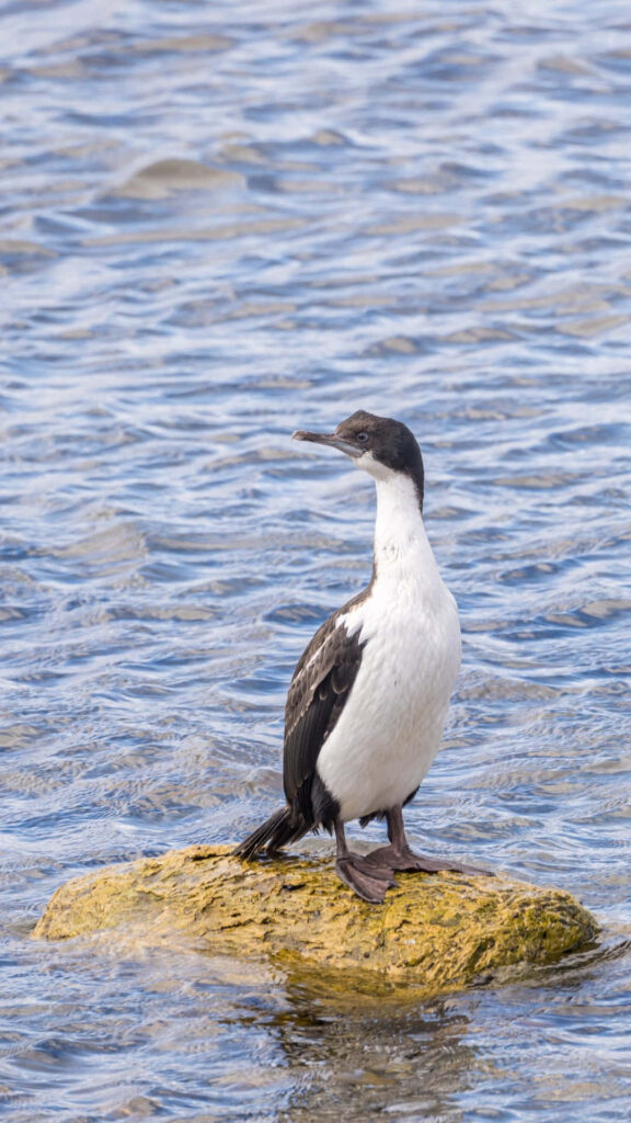 Serene Seabird Wallpaper: Tranquil Rock and Rippled Sea Background