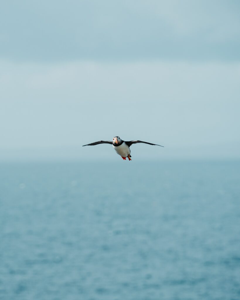 Seagull Mid-Flight: Serenity Over Ocean and Sky Blues Wallpaper