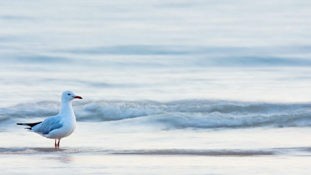 Serene Seagull Wallpaper: Tranquil Shoreline Scene for Calm Desktop