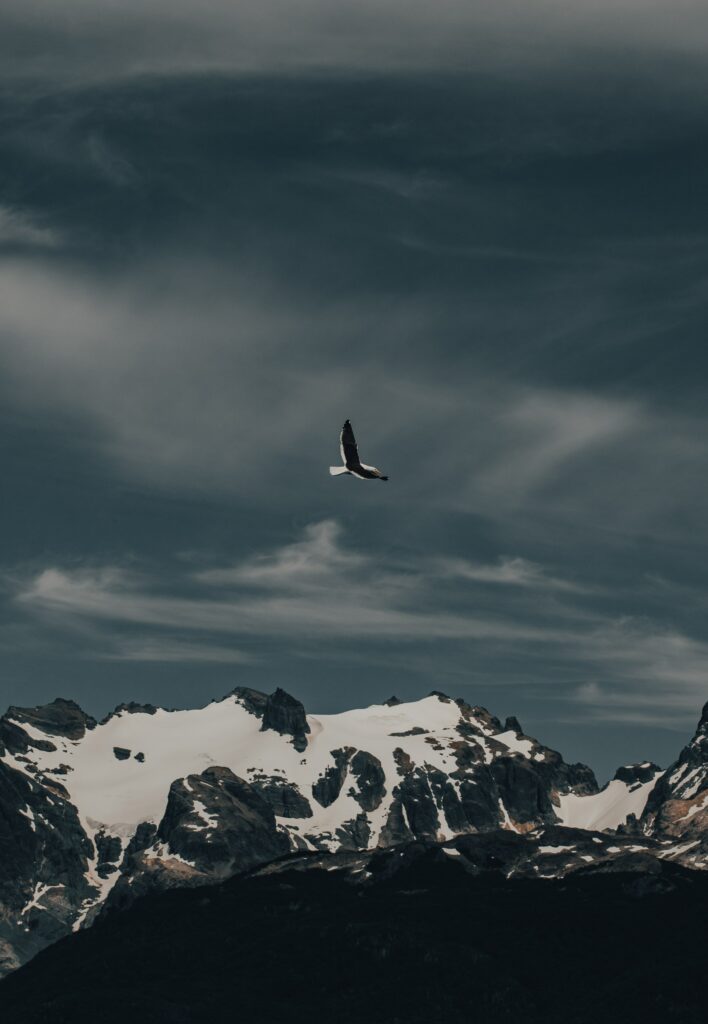 Serene Seagull Soaring Over Snow-Capped Mountains Wallpaper